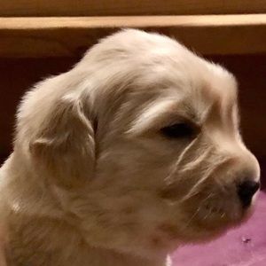 Meet your Posher, Davi